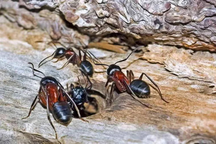 Traitement fourmis charpentières, Clermont-Ferrand, LAMY 3D