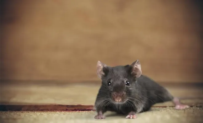 Éradication des souris, Clermont-Ferrand, LAMY 3D