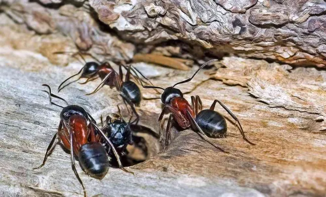 Traitement fourmis charpentières, Clermont-Ferrand, LAMY 3D